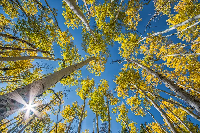 Aspen Grove up the trunk with sun and blue sky